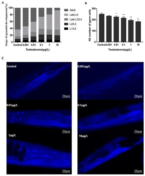 Toxics Free Full Text Testosterone Mediates Reproductive Toxicity