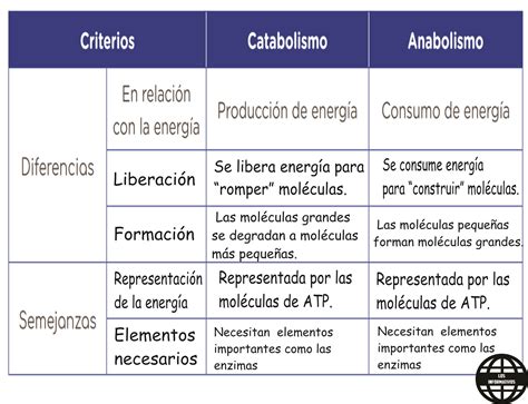 Anabolismo Y Catabolismo Diferencias Ejemplos Cuadro Comparativo En Images