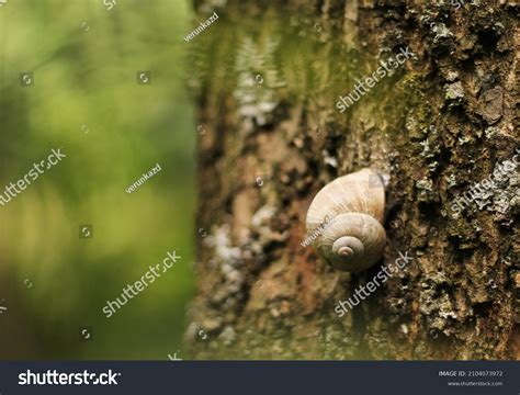 Snail Hiding In Shell Over 1064 Royalty Free Licensable Stock Photos