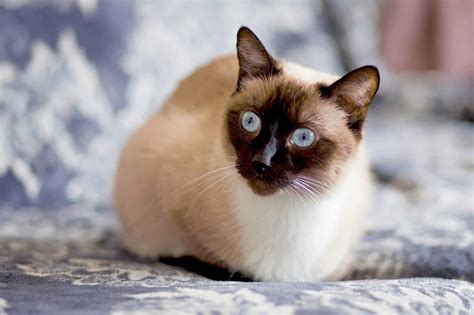 Siamese Cat Names 300 Of The Best For Your Pet