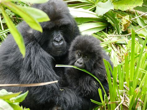 It’s all in a name: Gorillas get names at Rwanda’s annual naming ...