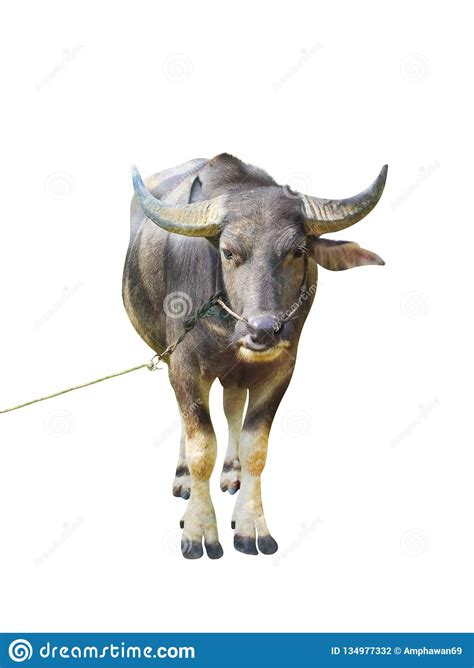 Asian Buffalo Standing With Rope And Looking At Camera Isolated On