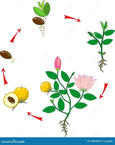 Etapas Del Crecimiento De La Planta De Florecimiento Ilustraci N Del