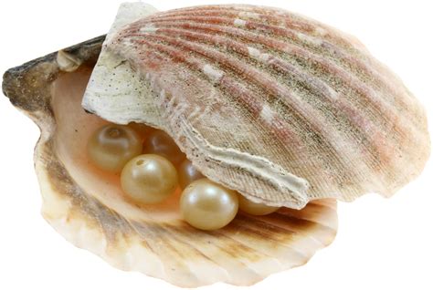 Seashell Png