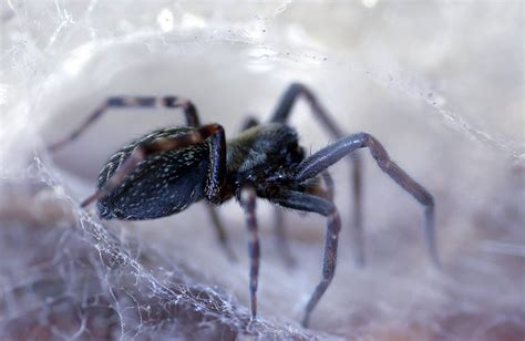 The common black house spider: a case of mistaken identity - Australian ...