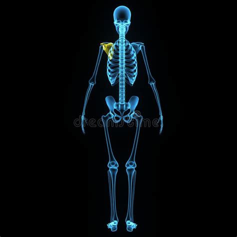 Skeleton with Shoulder Blade Stock Illustration - Illustration of ...