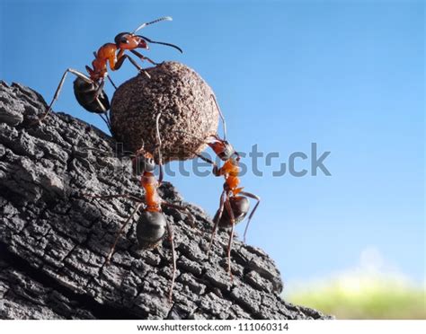 Ant Uphill Images Stock Photos D Objects Vectors Shutterstock