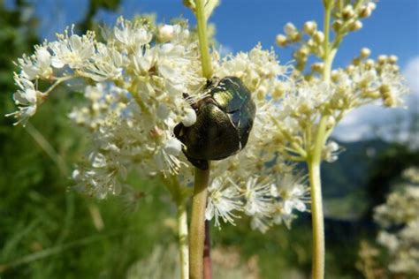 Reine des prés Filipendula ulmaria