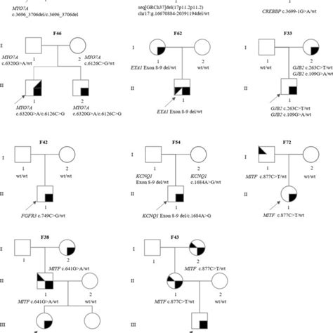 Pedigree Diagnosed With Syndromic Or Nonsyndromic Hearing Loss Mimics