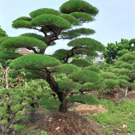 Jual Tanaman Bonsai Cemara Udang Kab Bogor Aliyahgardenia Tokopedia