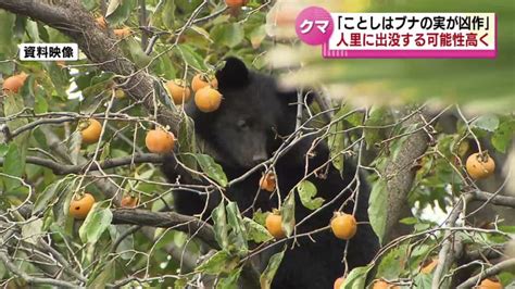 ことしは「ブナが凶作」 クマがエサ求めて人里に出没の可能性高く 県が注意呼びかけ 《新潟》 Themedia