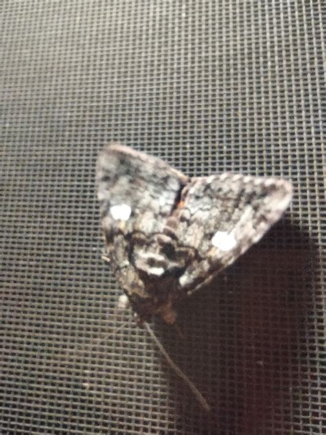 South West Virginia Butterflies