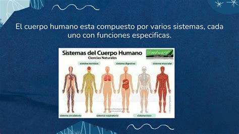 Funciones Principales Del Sistema Del Cuerpo Humano Pdf