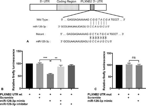 Untranslated Region Utr Sequence Of Plexin B Plxnb Is Directly