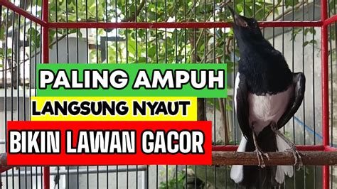 TERAPI AWAL KACER NGEPLONG BUAT PANCINGAN KACER APAPUN LANGSUNG LEKAS