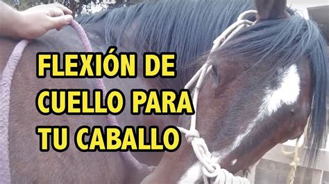 Entrenador De Caballos Fortalece El Cuello De Tu Caballo Youtube