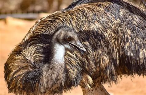 Emu - Description, Habitat, Image, Diet, and Interesting Facts