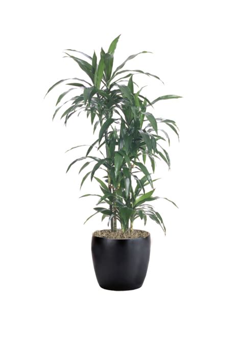 Dracaena Lisa Phillip S Interior Plants Displays