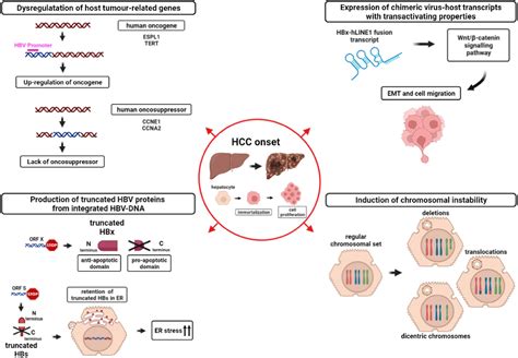 Frontiers Hepatitis B Virus Dna Integration As A Novel Biomarker Of