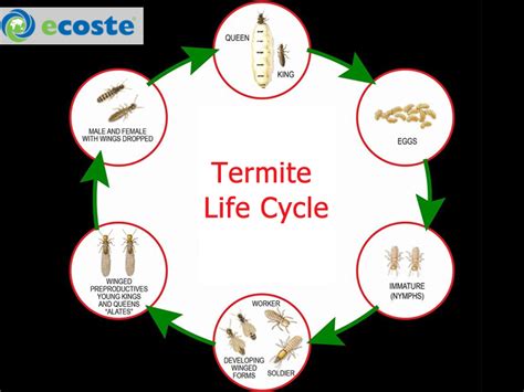 Termite Life Cycle Stages Gino Wisniewski