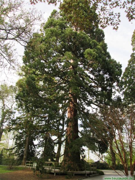 Riesen Mammutbaum Auf Der Insel Mainau