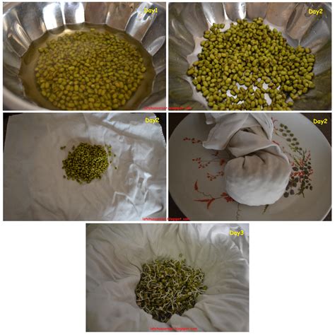 sprout green gram
