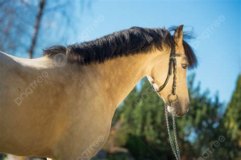 Buckskin Welsh Pony