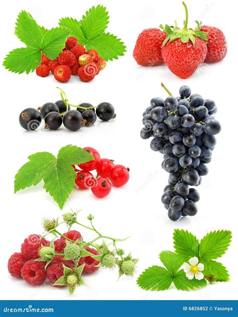 Collection Of Berry Fruits Isolated On White Stock Photo Image Of