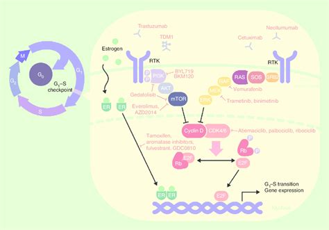 Potential Combination Strategies For Cdk Inhibitors Cdk