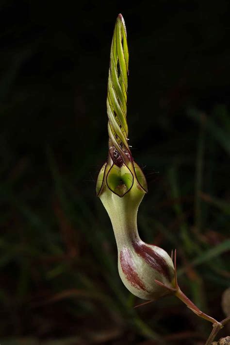 Western Ghats Plants