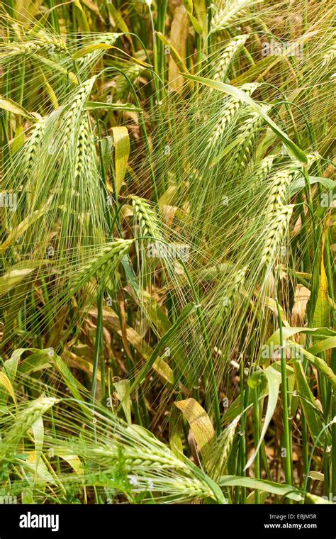 Espigas De Cebada Madura Fotograf As E Im Genes De Alta Resoluci N Alamy