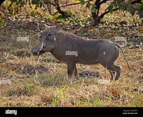 Lone Adult Common Warthog Phacochoerus Africanus With Big Tusks