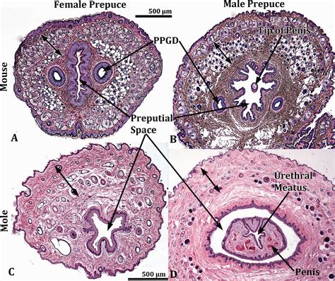 Anatomy of mole external genitalia: Setting the record straight ...