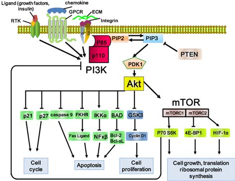 Schematic Representation Of The Pi3k Akt Mtor Pathway The Pi3k Pathway