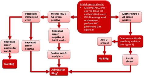 Hemolytic Disease Of The Fetus And Newborn And Perinatal Immune