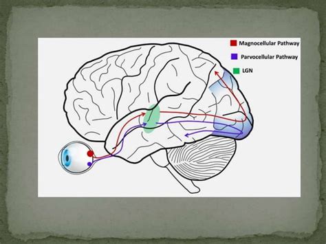 VISUAL PERCEPTION Pptx