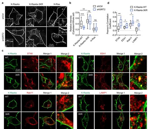 SIRT2 And Lysine Fatty Acylation Regulate The Transforming Activity Of