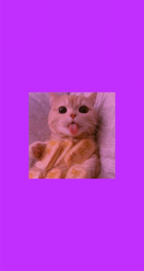 Aesthetic Goals Fondos De Pantalla Aesthetic Gatos Configura Los Fondos De Pantalla De Bloqueo