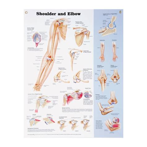 Anatomical Wall Charts Vinyl Laminated - North Coast Medical