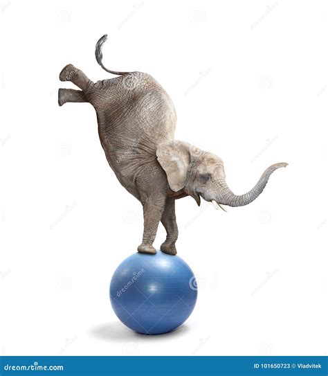 African Elephant Elephant Balancing On A Ball Stock Image Image Of