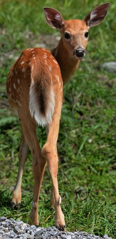 Join the Whitetail Deer Fawns Photo Challenge - VIEWBUG.com