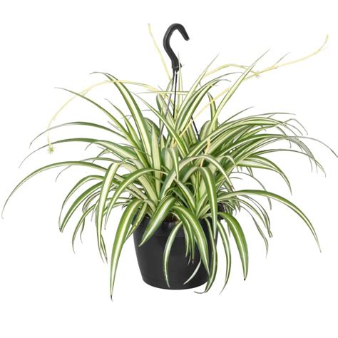 Foliera 8 Inch Spider Plant Variegated In Hanging Basket The Home Depot Canada