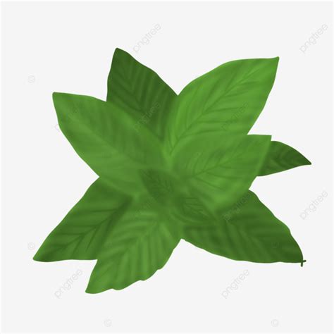 Mint Leaves Vector Illustration Mint Leaves Mint Vector Mint Hand