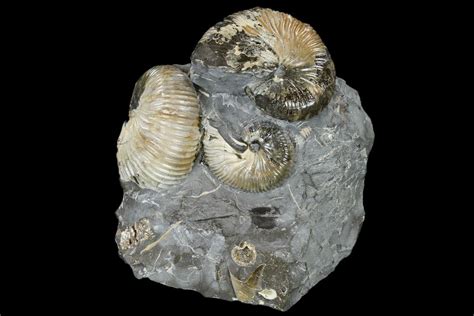 Fossil Ammonite Hoploscaphites Cluster South Dakota 115070 For