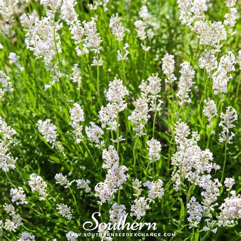 Lavender Snow Lavandula Angustifolia Ellagance Snow Seeds