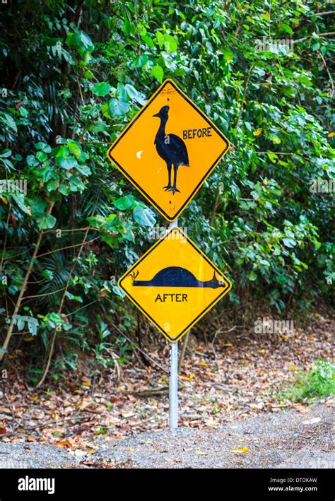 Yellow Road Sign Warning Drivers To Slow Down For Cassowary Crossing The Road In The Daintree