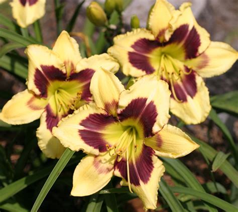 Daylily Bulbs Daylily Plant Bloom Multiple Times Perennial Bulb