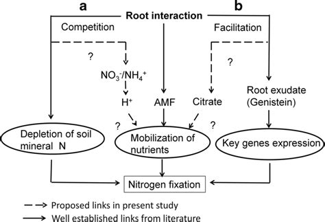 Schematic Representation Of Root Interaction Altering Rhizosphere