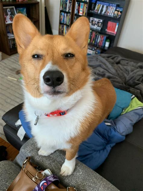 Jax Is Not A Fan Of Social Distancing Or Me Working From Home Corgi