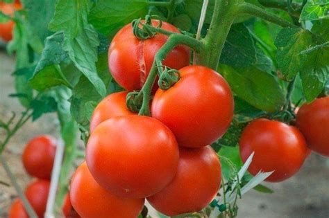 Низкорослые томаты - лучшие сорта с фото и названиями (каталог)